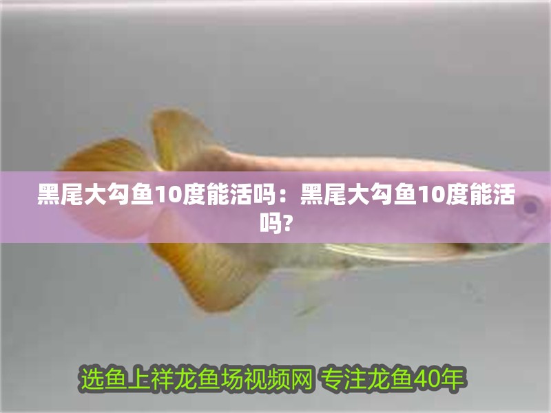 黑尾大勾魚10度能活嗎：黑尾大勾魚10度能活嗎?