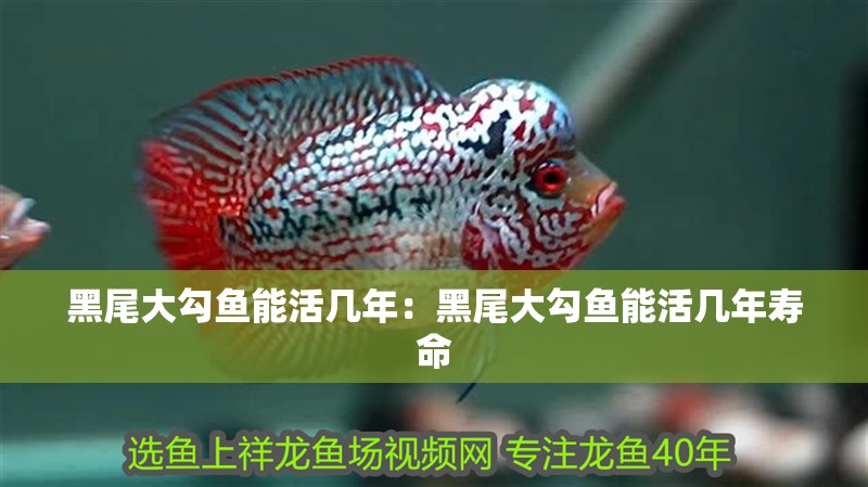 黑尾大勾魚能活幾年：黑尾大勾魚能活幾年壽命 黑尾大勾魚能活幾年：黑尾大勾魚能活幾年壽命 龍魚百科 第1張
