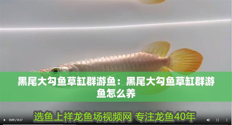 黑尾大勾魚草缸群游魚：黑尾大勾魚草缸群游魚怎么養 黑尾大勾魚草缸群游魚：黑尾大勾魚草缸群游魚怎么養 龍魚百科 第1張