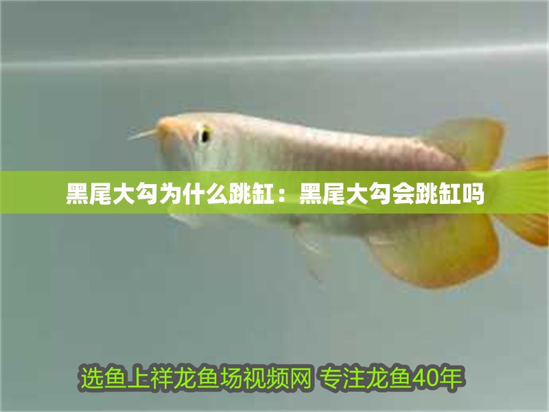 黑尾大勾為什么跳缸:黑尾大勾會跳缸嗎 龍魚百科 第2張 黑尾大勾為什么跳缸:黑尾大勾會跳缸嗎 黑尾大勾為什么跳缸:黑尾大勾會跳缸嗎 龍魚百科 第2張