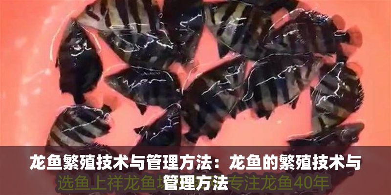 龍魚繁殖技術與管理方法：龍魚的繁殖技術與管理方法