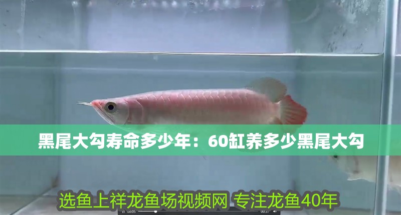 黑尾大勾壽命多少年：60缸養多少黑尾大勾