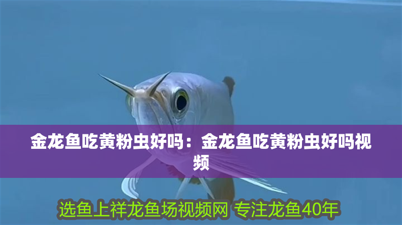 金龍魚吃黃粉蟲好嗎：金龍魚吃黃粉蟲好嗎視頻 金龍魚吃黃粉蟲好嗎：金龍魚吃黃粉蟲好嗎視頻 水族問答