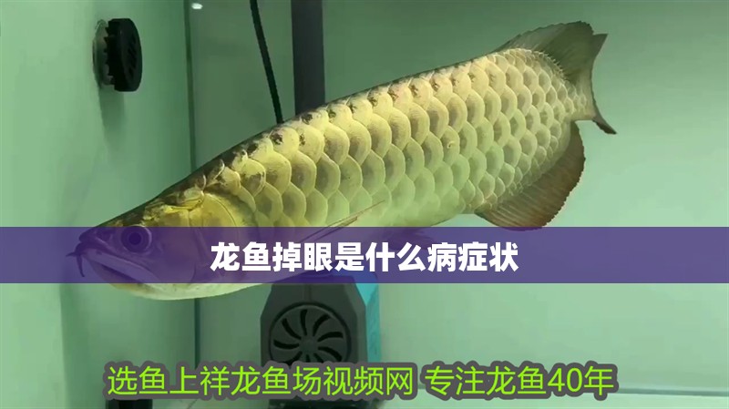 龍魚掉眼是什么病癥狀