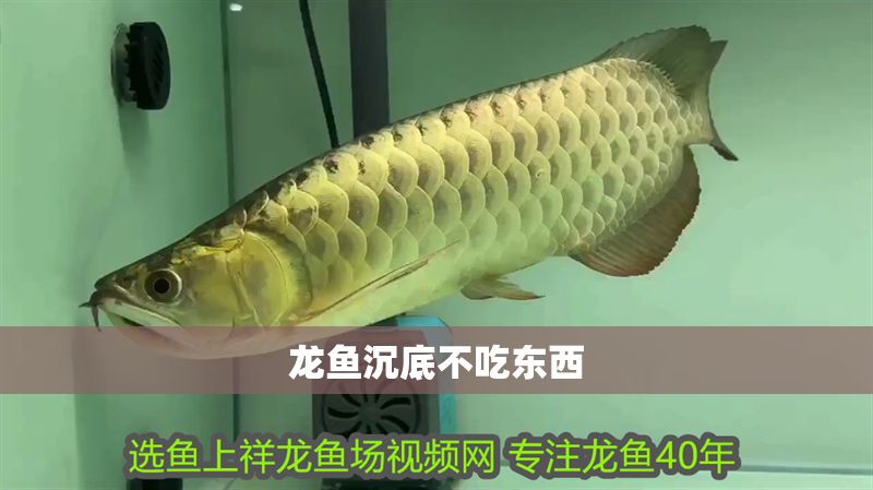 龍魚沉底不吃東西