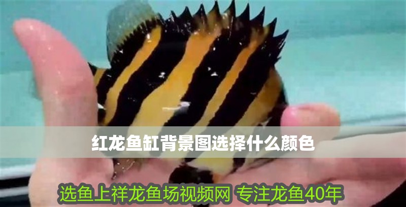 紅龍魚缸背景圖選擇什么顏色