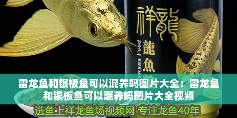 雷龍魚和銀板魚可以混養嗎圖片大全：雷龍魚和銀板魚可以混養嗎圖片大全視頻 雷龍魚和銀板魚可以混養嗎圖片大全：雷龍魚和銀板魚可以混養嗎圖片大全視頻 水族問答