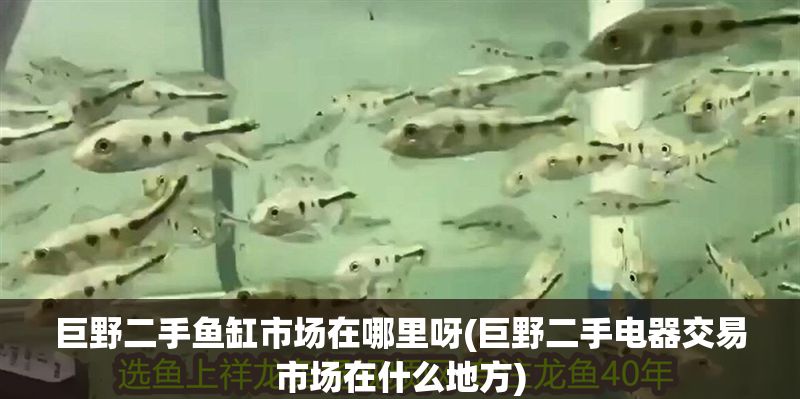 巨野二手魚缸市場在哪里呀(巨野二手電器交易市場在什么地方)
