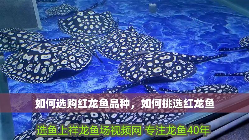 如何選購紅龍魚品種，如何挑選紅龍魚