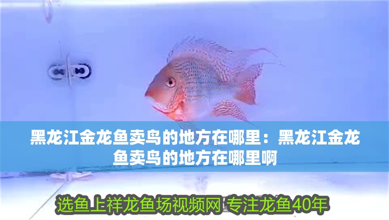 黑龍江金龍魚賣鳥的地方在哪里：黑龍江金龍魚賣鳥的地方在哪里啊