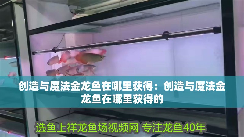 創造與魔法金龍魚在哪里獲得：創造與魔法金龍魚在哪里獲得的