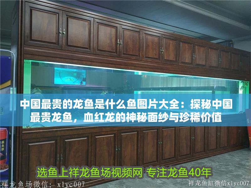 中國最貴的龍魚是什么魚圖片大全：探秘中國最貴龍魚，血紅龍的神秘面紗與珍稀價值