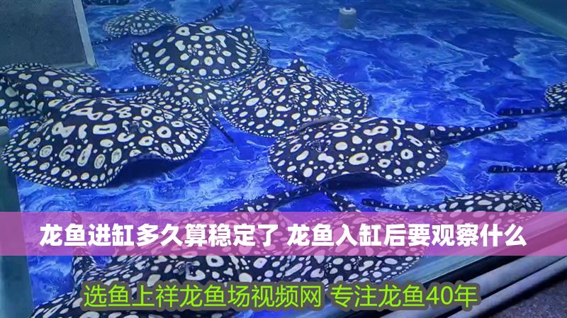 龍魚進(jìn)缸多久算穩(wěn)定了 龍魚入缸后要觀察什么