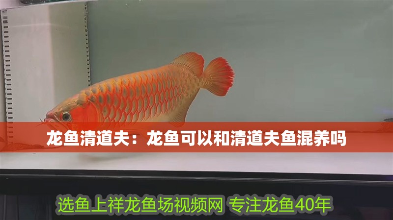 龍魚清道夫：龍魚可以和清道夫魚混養嗎