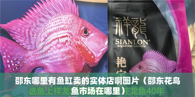 邵東哪里有魚缸賣的實體店啊圖片（邵東花鳥魚市場在哪里）