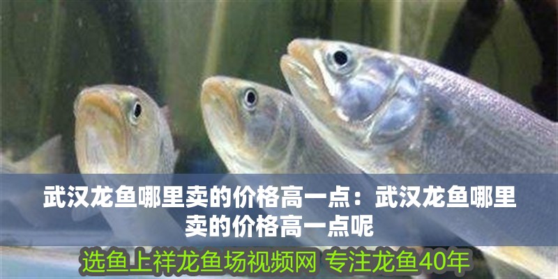 武漢龍魚哪里賣的價格高一點：武漢龍魚哪里賣的價格高一點呢 武漢龍魚哪里賣的價格高一點：武漢龍魚哪里賣的價格高一點呢 水族問答