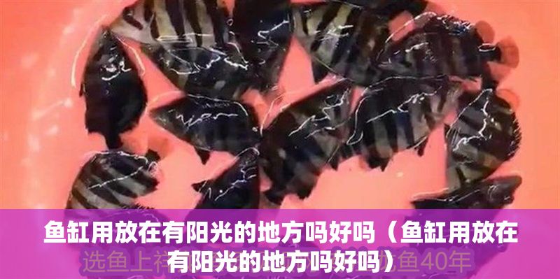 魚缸用放在有陽光的地方嗎好嗎（魚缸用放在有陽光的地方嗎好嗎） 魚缸用放在有陽光的地方嗎好嗎（魚缸用放在有陽光的地方嗎好嗎） 龍魚百科 第1張