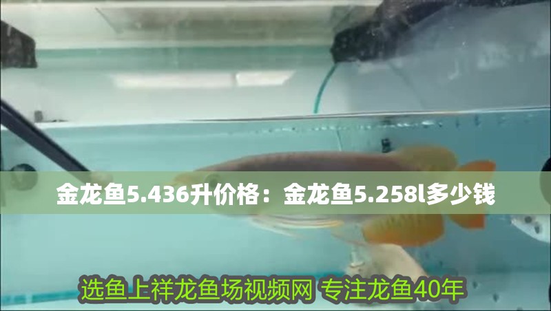 金龍魚5.436升價格：金龍魚5.258l多少錢