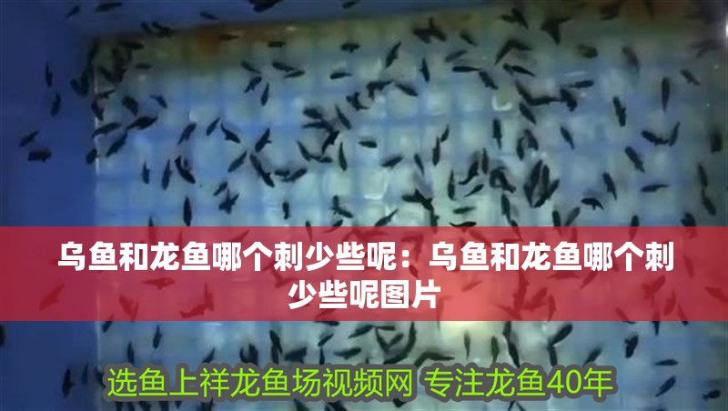 烏魚和龍魚哪個刺少些呢：烏魚和龍魚哪個刺少些呢圖片