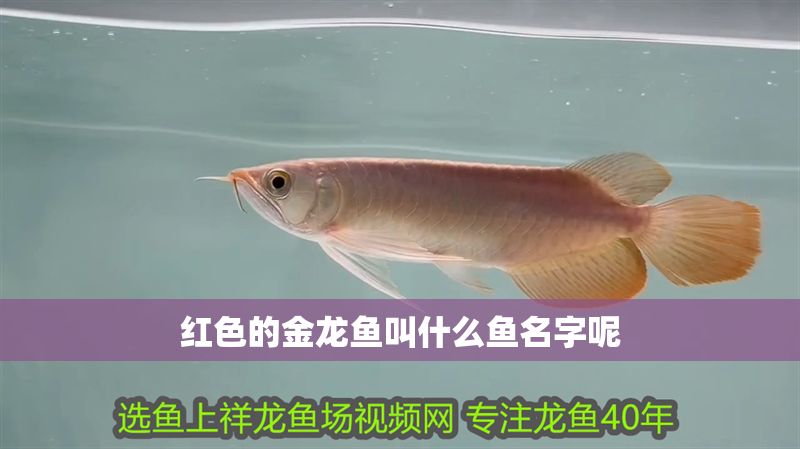 紅色的金龍魚叫什么魚名字呢 龍魚百科 第1張 紅色的金龍魚叫什么魚名字呢 紅色的金龍魚叫什么魚名字呢 龍魚百科 第1張
