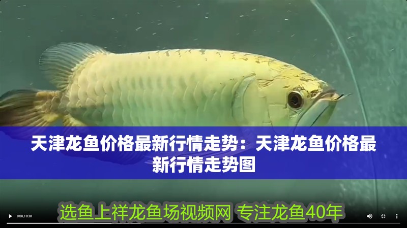 天津龍魚價格最新行情走勢：天津龍魚價格最新行情走勢圖