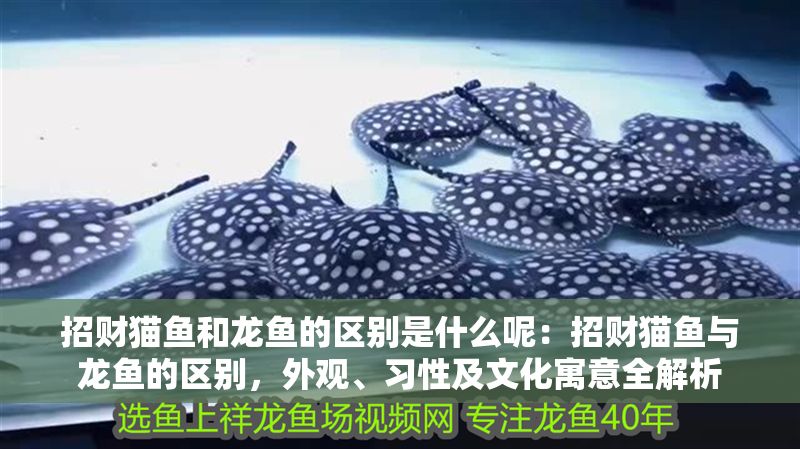 招財貓魚和龍魚的區別是什么呢：招財貓魚與龍魚的區別，外觀、習性及文化寓意全解析