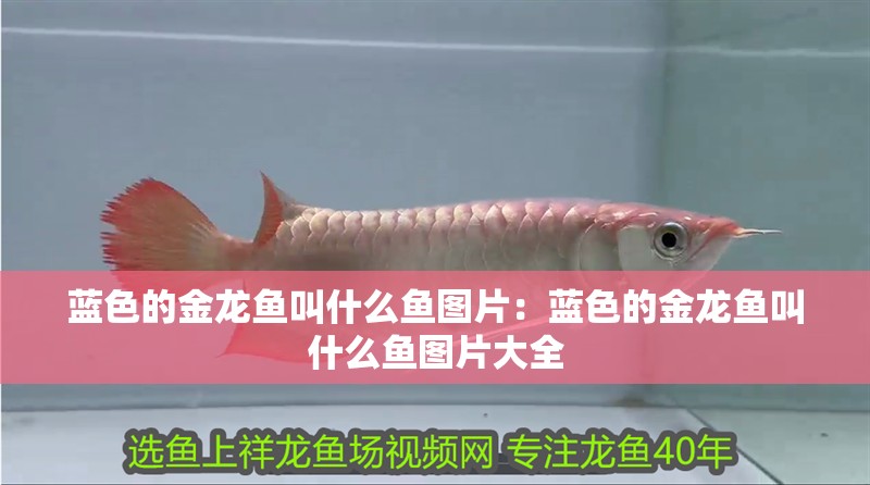 藍色的金龍魚叫什么魚圖片：藍色的金龍魚叫什么魚圖片大全