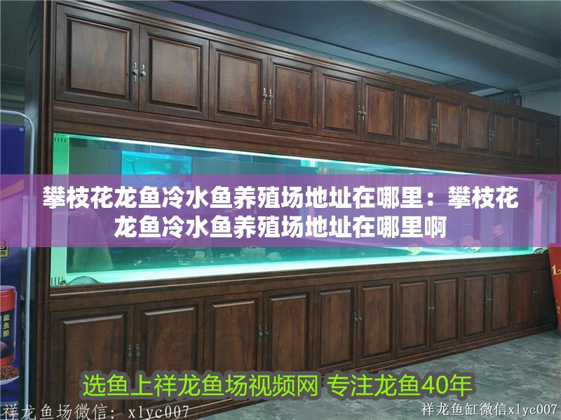 攀枝花龍魚冷水魚養(yǎng)殖場(chǎng)地址在哪里:攀枝花龍魚冷水魚養(yǎng)殖場(chǎng)地址在哪里啊 水族問答 攀枝花龍魚冷水魚養(yǎng)殖場(chǎng)地址在哪里:攀枝花龍魚冷水魚養(yǎng)殖場(chǎng)地址在哪里啊 攀枝花龍魚冷水魚養(yǎng)殖場(chǎng)地址在哪里:攀枝花龍魚冷水魚養(yǎng)殖場(chǎng)地址在哪里啊 水族問答