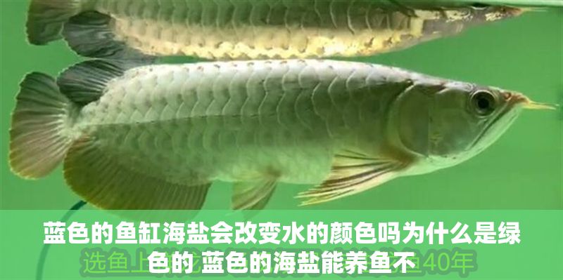 藍色的魚缸海鹽會改變水的顏色嗎為什么是綠色的 藍色的海鹽能養魚不