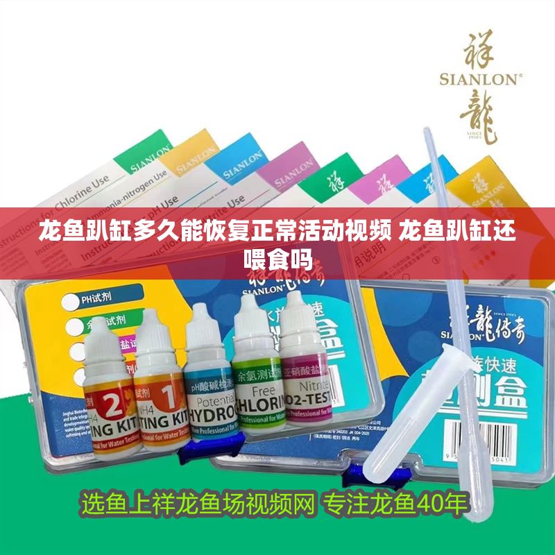 龍魚趴缸多久能恢復正常活動視頻 龍魚趴缸還喂食嗎