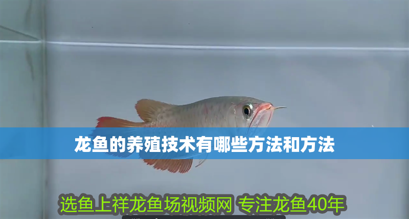 龍魚的養殖技術有哪些方法和方法