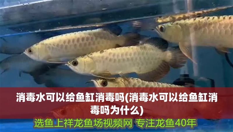 消毒水可以給魚缸消毒嗎(消毒水可以給魚缸消毒嗎為什么)