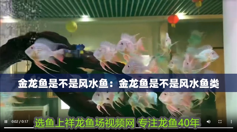 金龍魚是不是風水魚：金龍魚是不是風水魚類