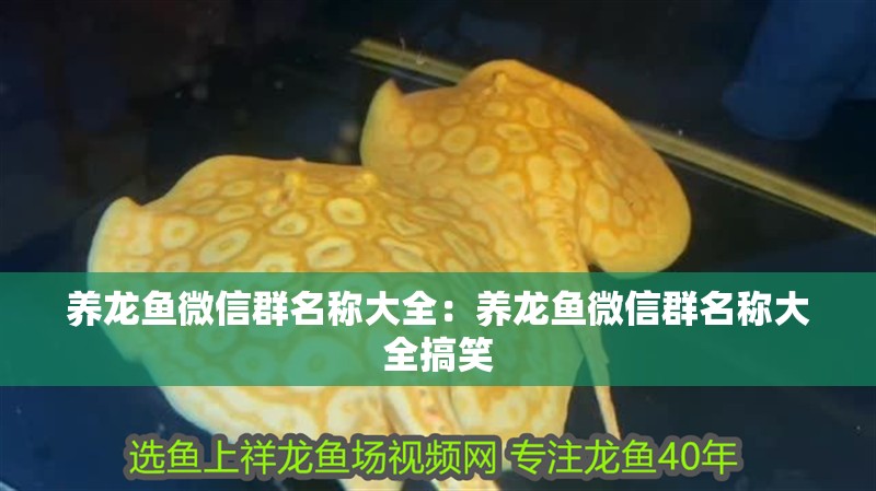 養(yǎng)龍魚微信群名稱大全:養(yǎng)龍魚微信群名稱大全搞笑 水族問答 養(yǎng)龍魚微信群名稱大全:養(yǎng)龍魚微信群名稱大全搞笑 養(yǎng)龍魚微信群名稱大全:養(yǎng)龍魚微信群名稱大全搞笑 水族問答
