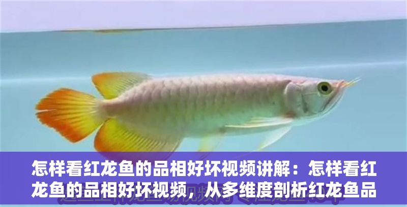 怎樣看紅龍魚的品相好壞視頻講解：怎樣看紅龍魚的品相好壞視頻，從多維度剖析紅龍魚品相之秘