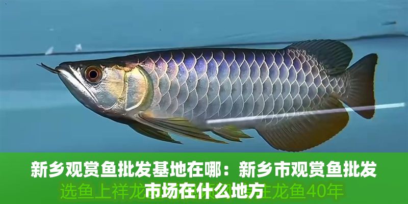 新鄉(xiāng)觀賞魚(yú)批發(fā)基地在哪：新鄉(xiāng)市觀賞魚(yú)批發(fā)市場(chǎng)在什么地方