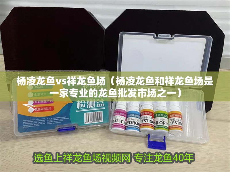 楊凌龍魚vs祥龍魚場（楊凌龍魚和祥龍魚場是一家專業的龍魚批發市場之一）