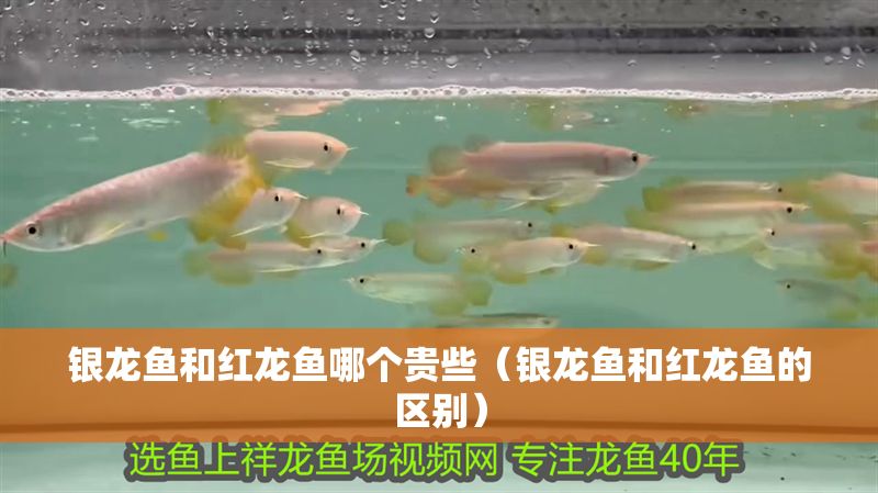 銀龍魚和紅龍魚哪個貴些（銀龍魚和紅龍魚的區(qū)別）