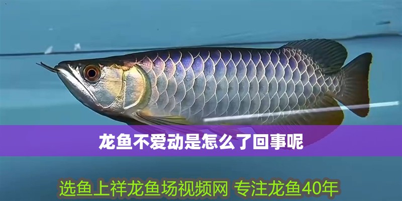 龍魚不愛動是怎么了回事呢 龍魚百科 第2張 龍魚不愛動是怎么了回事呢 龍魚不愛動是怎么了回事呢 龍魚百科 第2張