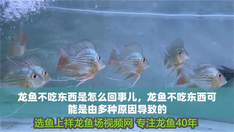 龍魚不吃東西是怎么回事兒，龍魚不吃東西可能是由多種原因導致的