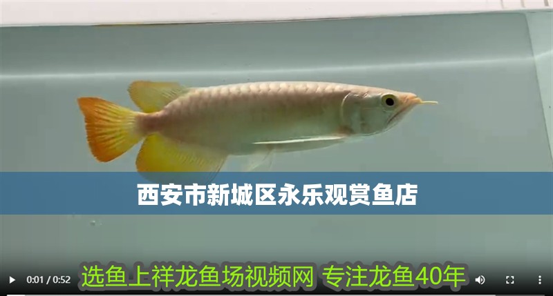 西安市新城區永樂觀賞魚店