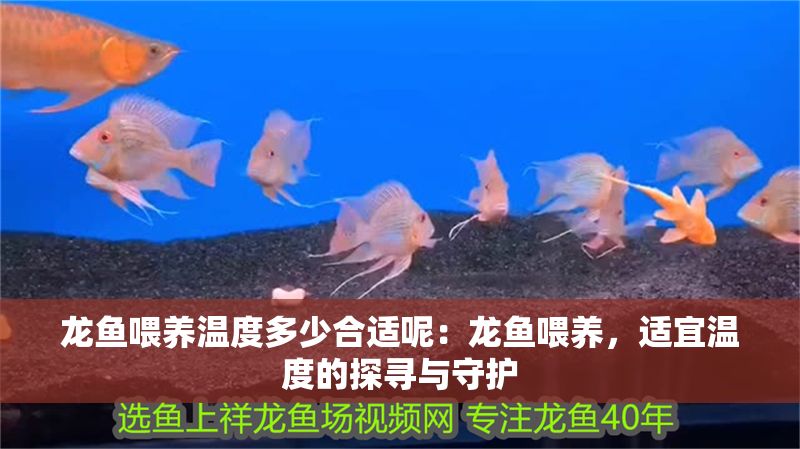 龍魚喂養溫度多少合適呢：龍魚喂養，適宜溫度的探尋與守護