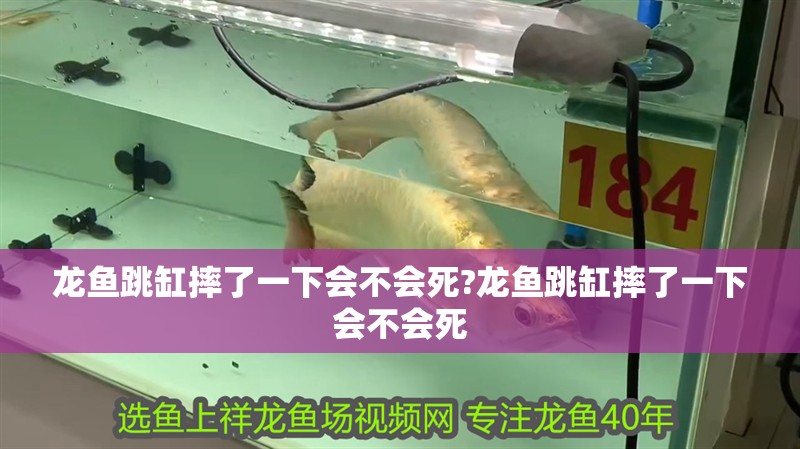 龍魚跳缸摔了一下會不會死?龍魚跳缸摔了一下會不會死