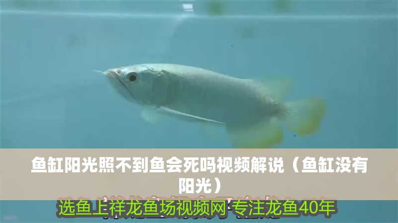 魚缸陽光照不到魚會死嗎視頻解說（魚缸沒有陽光） 魚缸陽光照不到魚會死嗎視頻解說（魚缸沒有陽光） 龍魚百科 第1張