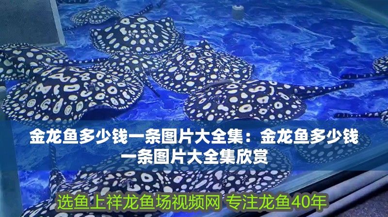 金龍魚多少錢一條圖片大全集：金龍魚多少錢一條圖片大全集欣賞