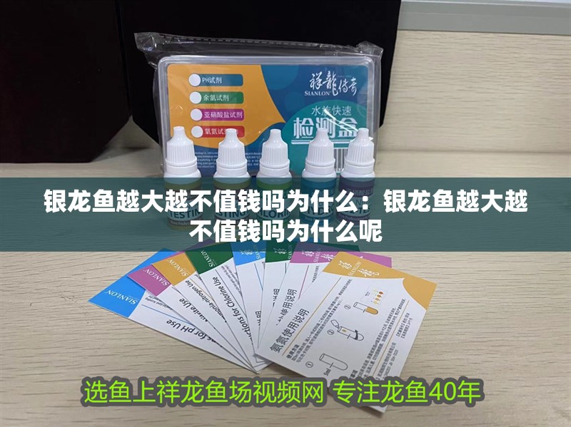 銀龍魚越大越不值錢嗎為什么：銀龍魚越大越不值錢嗎為什么呢