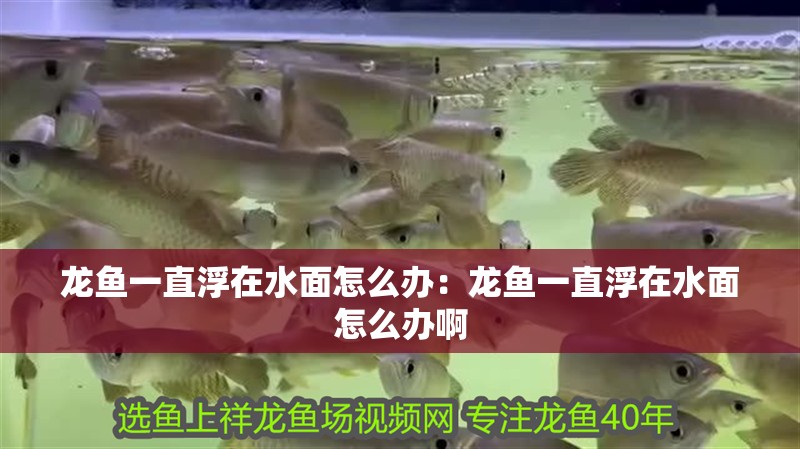 龍魚一直浮在水面怎么辦：龍魚一直浮在水面怎么辦啊