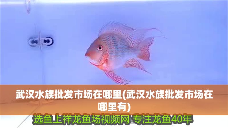 武漢水族批發市場在哪里(武漢水族批發市場在哪里有)