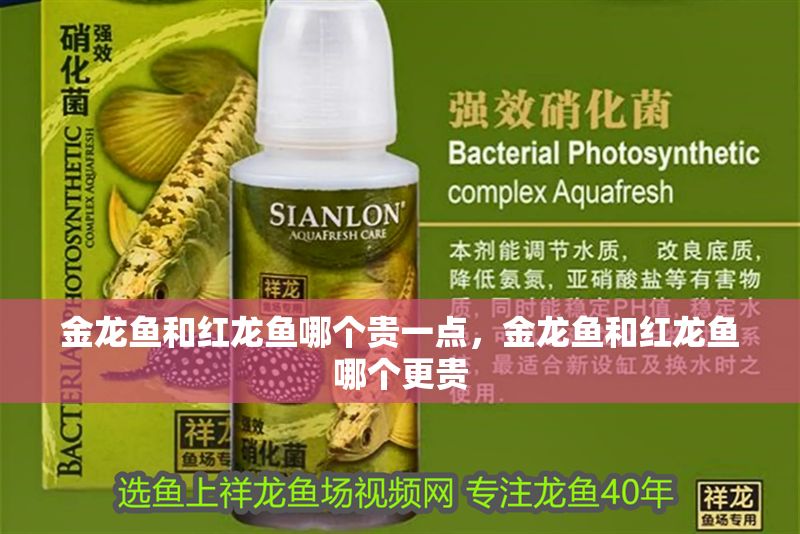 金龍魚和紅龍魚哪個(gè)貴一點(diǎn),金龍魚和紅龍魚哪個(gè)更貴 龍魚百科 第2張 金龍魚和紅龍魚哪個(gè)貴一點(diǎn),金龍魚和紅龍魚哪個(gè)更貴 金龍魚和紅龍魚哪個(gè)貴一點(diǎn),金龍魚和紅龍魚哪個(gè)更貴 龍魚百科 第2張