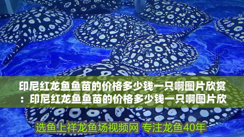 印尼紅龍魚魚苗的價格多少錢一只啊圖片欣賞：印尼紅龍魚魚苗的價格多少錢一只啊圖片欣賞一下